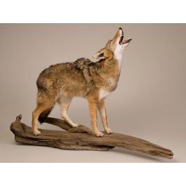 https://woodlandcreekfurniture.com/media/catalog/product/cache/3c1c8f3977219b7364769afe39764d89/h/o/howling-coyote.jpg